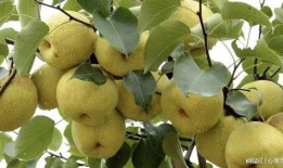 砀山金利吃瓜,瓜果飘香，品味生活新风尚