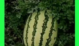 天天吃别人的瓜