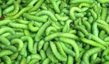 吃瓜的蚕,探寻吃瓜蚕的奇妙世界