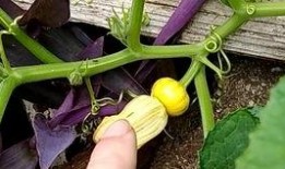 瓜是花还是瓜吃花,探寻自然界的奇妙轮回