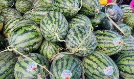 南宁学校有瓜吃,学子共享丰收喜悦”