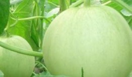 吃瓜吗吃瓜吗吃瓜吗