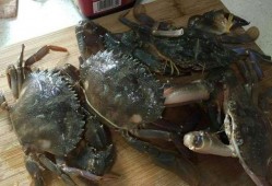 螃蟹吃不吃石头瓜,揭秘它们是否食用石头瓜