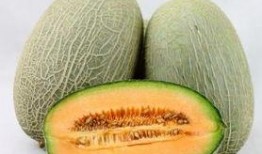 陆虎吃哈密瓜,陆虎畅享哈密瓜美味时光