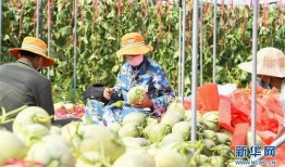 田间地头吃瓜,瓜香四溢的夏日时光