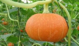 吃脆瓜湿气重吗