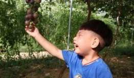 宝妈吃瓜事件,揭秘网络舆论背后的真相与反思