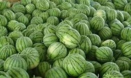 外面卖吃瓜,夏日炎炎吃瓜乐无边