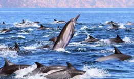 吃瓜鲸娱,揭秘娱乐圈幕后故事