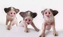 猪吃羊角瓜视频