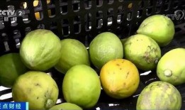 香水柠檬瓜怎么吃,香水柠檬瓜的多样食用指南