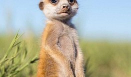 吃瓜狐獴视频,揭秘野生动物的趣味生活