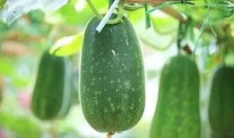 夏泽吃瓜,揭秘娱乐圈背后的那些事儿