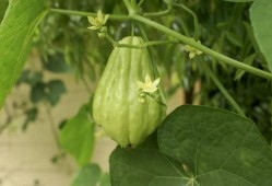 佛手瓜怎么吃云南,佛手瓜的多彩食法探索