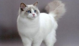 opium布偶猫吃瓜,揭秘opium布偶猫的吃瓜传奇