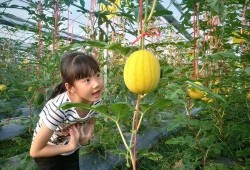 垂直吃瓜,揭秘娱乐圈的幕后故事