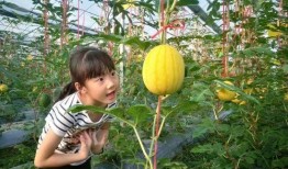 垂直吃瓜,揭秘娱乐圈的幕后故事