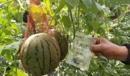 跨越女销售吃瓜,揭秘职场“吃瓜”背后的真相与启示