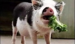 小猪吃瓜吐籽,趣味生活瞬间