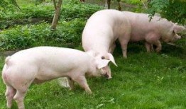 猪吃羊角瓜视频