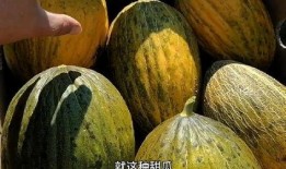 吃的什么瓜哈密瓜好吃