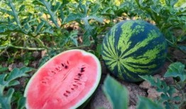 宁国吃瓜网,揭秘本地热点事件，带你领略宁国生活百态