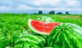 脚哥吃瓜,揭秘娱乐圈那些不为人知的幕后故事