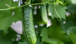 梅子吃瓜,探寻梅子与瓜的奇妙搭配