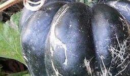 山东方瓜怎么吃,家常美味尽在其中