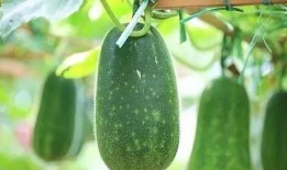 夏天吃一瓜,一瓜解千愁