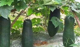 九悦错过 吃瓜,瓜友热议幕后真相