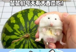 吃瓜的小老鼠,揭秘娱乐圈那些事儿