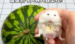 吃瓜的小老鼠,揭秘娱乐圈那些事儿