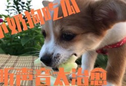 小狗吃小瓜,小瓜的甜蜜邂逅