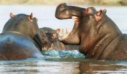 河马吃黑美人瓜,探寻黑美人瓜的独特魅力