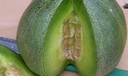 胃溃疡可以吃绿宝瓜吗,胃溃疡患者适宜食用绿宝瓜的饮食建议