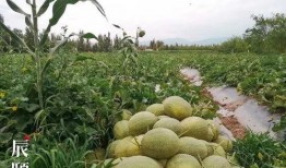 站在塔顶吃大瓜,一场别开生面的高空盛宴