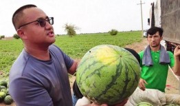 乌鲁木齐吃瓜直播,一场别开生面的美食盛宴