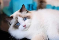 opium布偶猫吃瓜,揭秘opium布偶猫的吃瓜传奇