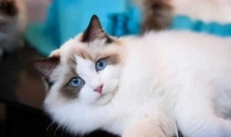 opium布偶猫吃瓜,揭秘opium布偶猫的吃瓜传奇