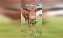 最牛的吃瓜,一场全民狂欢背后的网络现象