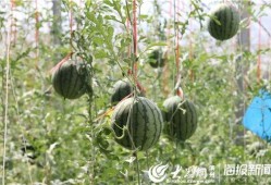 葛疃吃瓜视频