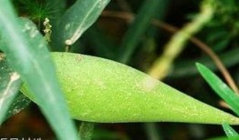 梢瓜吃有点苦,梢瓜苦涩中的甜蜜滋味探索