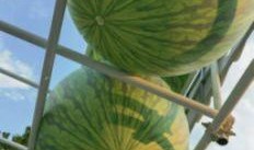 预热吃瓜,揭秘娱乐圈幕后风云