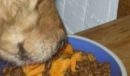 土瓜狗狗可以吃吗