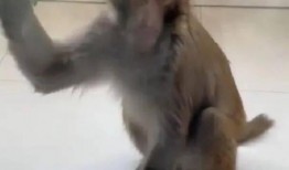 吃瓜惊呆猫咪,萌态百出，网友直呼可爱爆表！