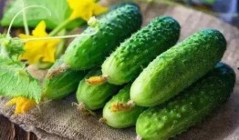 吃瓜营养价值,夏日消暑佳品背后的健康秘密