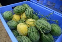 wx吃瓜群台州,一场关于本地趣事的网络狂欢