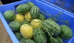 wx吃瓜群台州,一场关于本地趣事的网络狂欢