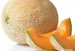 蟑螂吃哈密瓜,哈密瓜成新宠